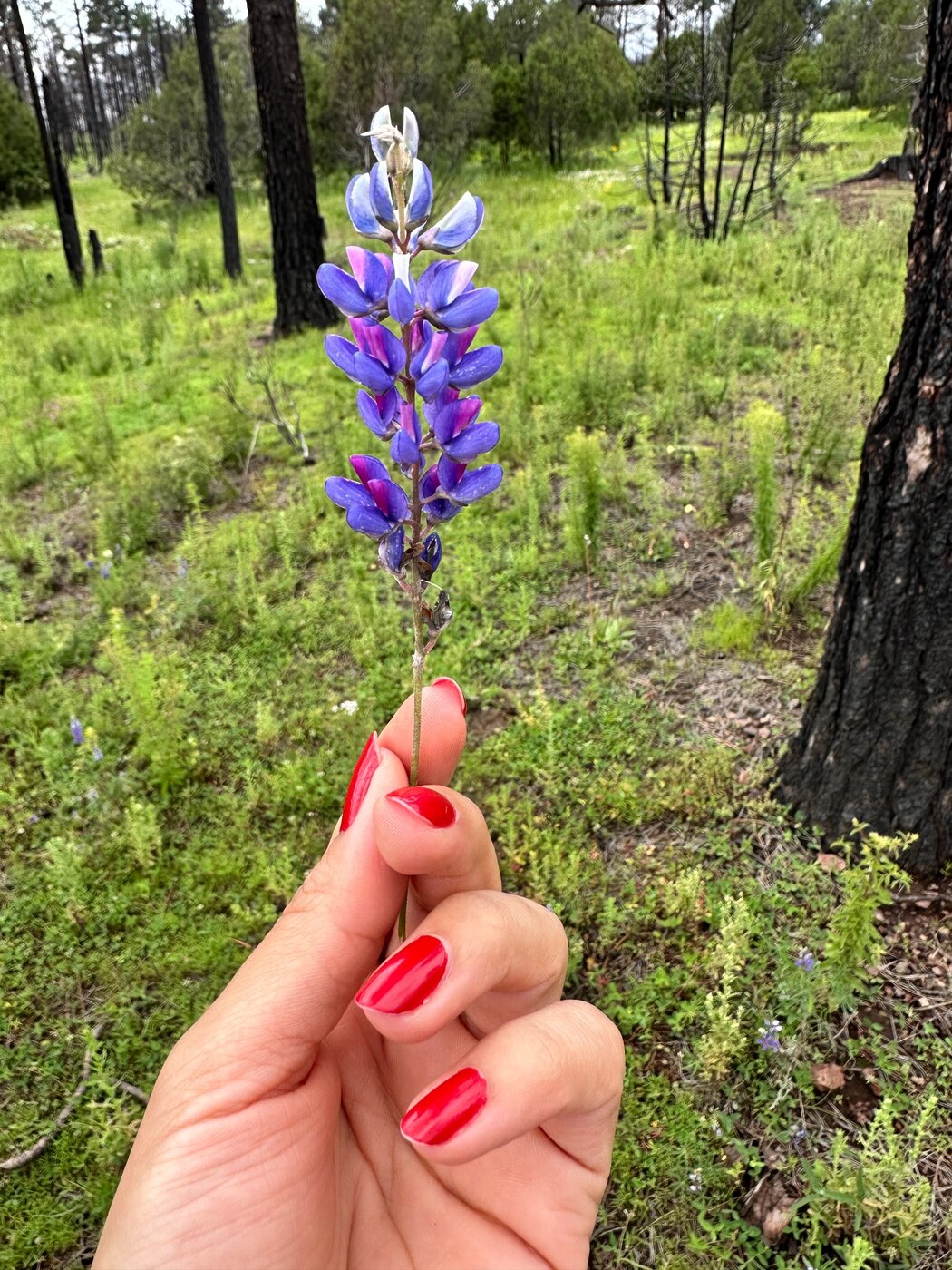 Mano de Isis con uñas rojas sosteniendo una flor silvestre morada